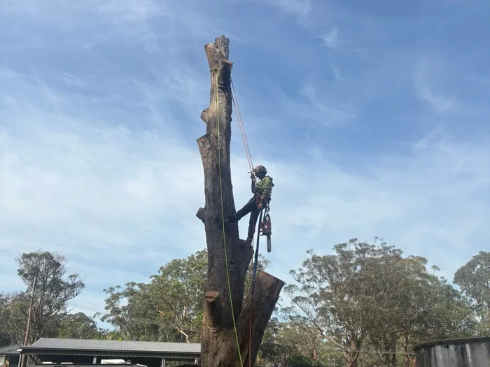 Climber dismantling a tall gum tree section by section